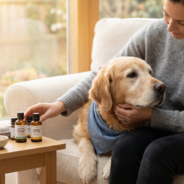 Homeopathy as a Complementary Cancer Support Tool for Dogs