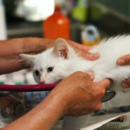 Increase access to veterinary care with these free digital downloads