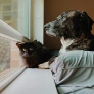 Lost pet prevention courses