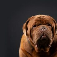 Maddie’s Weekly Roundup: Behavior assessments in shelters, veterinary guides from Open Door and more!