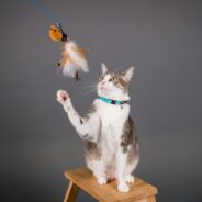 Maddie’s Weekly Roundup: Disaster response for animal control, veterinary guides from Open Door and more!