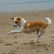 Maddie’s Weekly Roundup: Healing emotionally after an animal bite, veterinary guides from Open Door and more!