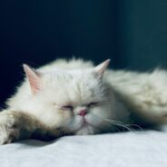 Maddie’s Weekly Roundup: Setting up a microchip scanning station, shelter rehoming survey and more!