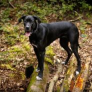 Maddie’s Weekly Roundup: Shelter rehoming survey, low-barrier foster program and more!