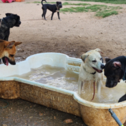Rewriting the Story for “Behavior” Dogs