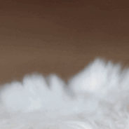 4 Reasons You Need to Try Goat Milk for Kittens