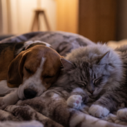Does Late-Night Lighting Affect Your Furry Companion