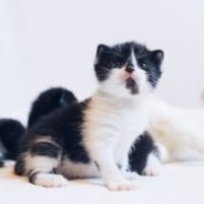 Living Library: Guide to Raising Unweaned and Underage Kittens now available