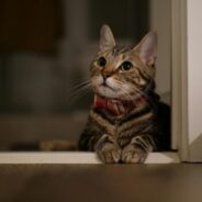 Maddie’s Weekly Roundup: Community Conversations is moving, lost pet prevention courses and more!