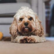 Maddie’s Weekly Roundup: Veterinary social worker, underaged kitten resource and more!
