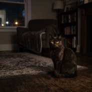 Nocturnal Activity in Cats