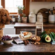 10 Human Foods That Are Toxic to Dogs