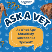 Ask Dr. Paola – HELP! At What Age Should My Labrador Be Spayed? (August 24, 2026)