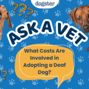 Ask Dr. Paola – HELP! What Costs Are Involved in Adopting a Deaf Dog? (August 10, 2026)