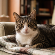 CBD for Chronic Pain Management in Cats