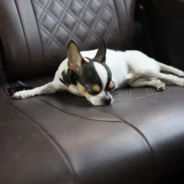 Cracking the Window Won’t Cut It: AKC Backs Its New Rule With Fines Up to $10,000