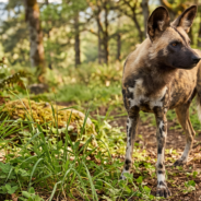 Do Wild Dogs Self-Medicate? What Can We Learn from Zoopharmacognosy Behaviors