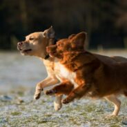 Dogs & Data webcast series