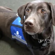 Dogs Saving Lives at the Dinner Table – Turning Natural Instincts Into An Early Warning System