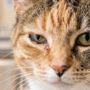 Entropion in Cats: Causes, Signs, and Treatment