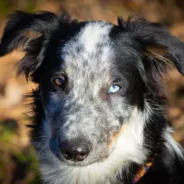 From Rescue to Rescuer: How an Abandoned Border Collie Became Venezuela’s Earthquake Hero