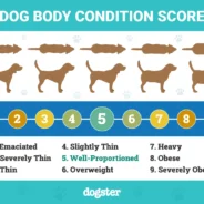 How to Spot Dog Obesity Before it Becomes a Bigger Problem
