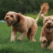 Join in on these hot Maddie’s Pet Forum discussions!