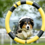 Maddie’s Weekly Roundup: Rehoming data, Rural Humane job posting and more!