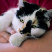 New courses available in Spanish and accessibility options on Maddie’s University