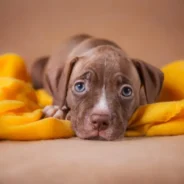 Pit Bulls, Unbanned: How One County Is Putting An End to Unreliable Breed-Specific Legislation