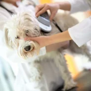 The Algorithm in the Exam Room: Who’s To Blame When AI Misdiagnosis Turns Deadly?