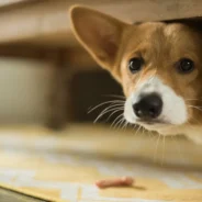 The Vacation Is Over…So Why Is the Dog Still Acting Strange?