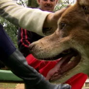 Till Death and Beyond: How One Dog’s Loyalty Inspired a Law for Eternal Companionship
