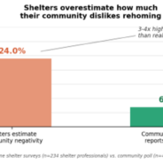 What the data says about rehoming (and why it might ease some fears)