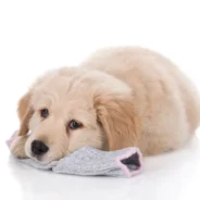 Why on Earth Do Dogs Eat Socks, Rocks, and Dirt?