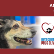 A New Chapter for Animal Welfare: PAWS Shelter of Central Texas & Hays County Pets Alive!