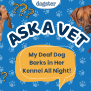Ask Dr. Paola – HELP! My Deaf Dog Barks in Her Kennel All Night! (September 21, 2026)