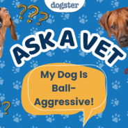 Ask Dr. Paola – HELP! My Dog Is Ball-Aggressive (September 7, 2026)