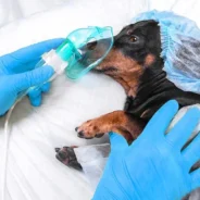 Do Dogs Really Need Anesthesia For a Teeth Cleaning?