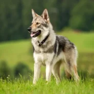 Dogs Were Crossing the Americas Long Before Cortés