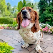 Elmer & Ernest: The Basset Hound Duo Everyone’s Talking About