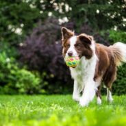 Maddie’s Weekly Roundup: Free Pet Spay/Neuter and Wellness Weekend, popular Community Conversations and more!