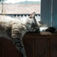Maddie’s Weekly Roundup: New assessment tool, free Pet Spay/Neuter and Wellness Weekend and more!
