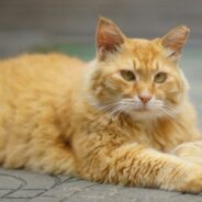 New research and animal needs assessment tool from ASPCA