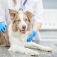 Old Dog, New Clues: What Canine Blood Reveals About Aging