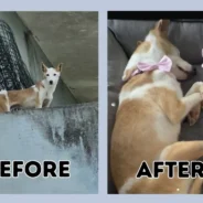 The Incredible Before-and-After Transformations of Dogs Given a Second Chance