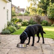 Vitamin and Mineral Optimization in Dogs