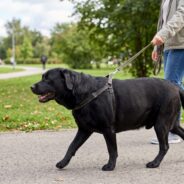 8 Effective Strategies to Control Canine Obesity Starting Today
