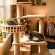 Aggression in Cats: How to Identify Stressors and Create Peace