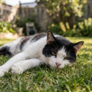 Alternative and Integrative Treatments for Chronic Gingivostomatitis in Cats